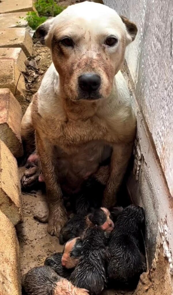 A Muddy Rescue Reveals a Heartbreaking Truth About a Struggling Mother Dog-1