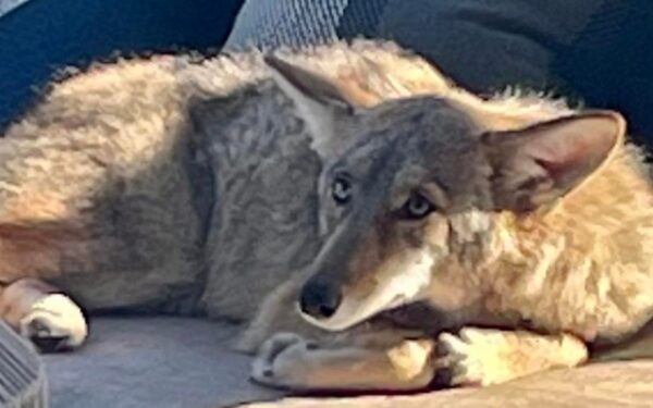 A Mysterious Visitor: What the Homeowner Found Lounging on Her Patio-1