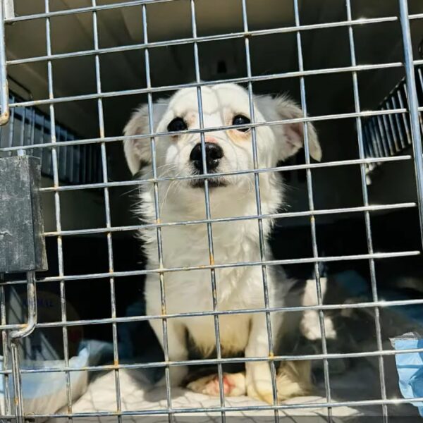 El viaje milagroso de un cachorro paralizado desde la zanja hasta el hogar amoroso-1