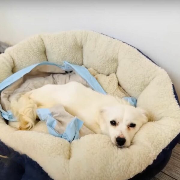 A Paralyzed Puppy’s Miraculous Journey From Ditch to Loving Home-1