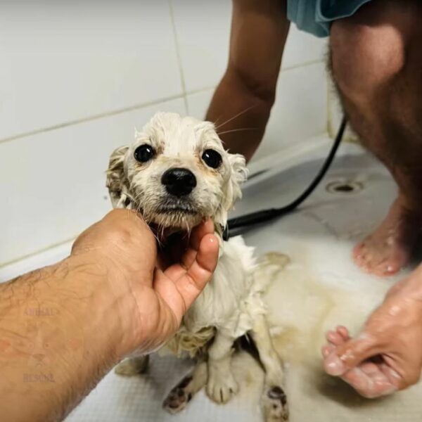 El viaje milagroso de un cachorro paralizado desde la zanja hasta el hogar amoroso-1