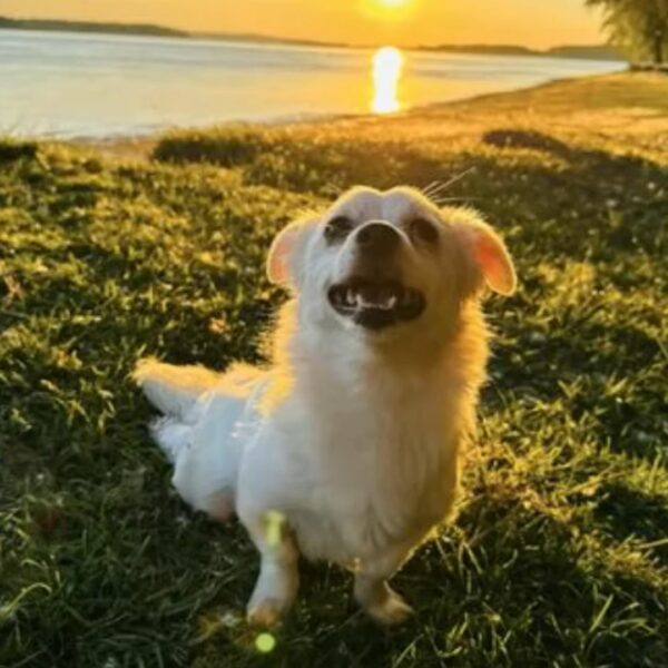 El viaje milagroso de un cachorro paralizado desde la zanja hasta el hogar amoroso-1