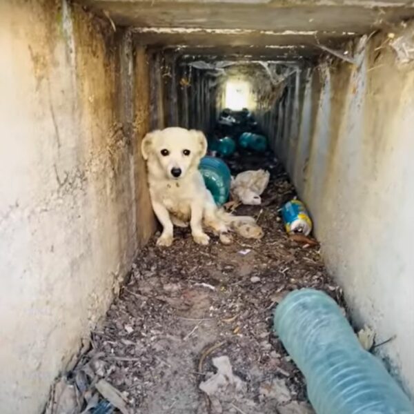 El viaje milagroso de un cachorro paralizado desde la zanja hasta el hogar amoroso-1