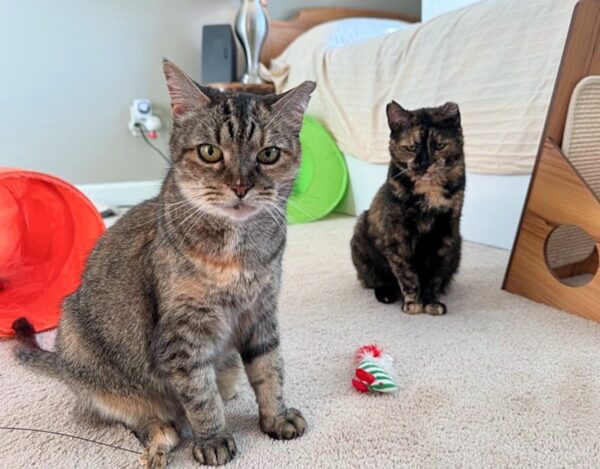 Del porche a un palacio: el viaje emocional de dos gatos unidos-1