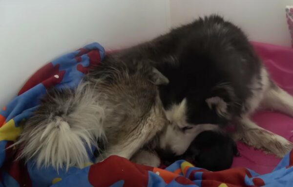 A Pregnant Husky's Miraculous Escape from Despair to Joyful Motherhood-1