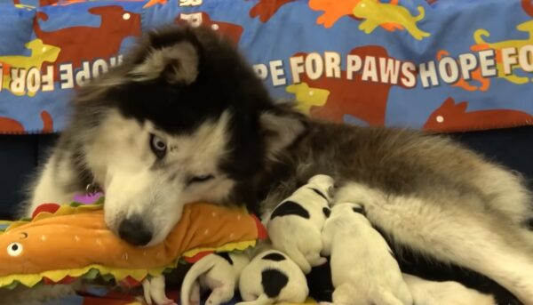 A Pregnant Husky's Miraculous Escape from Despair to Joyful Motherhood-1