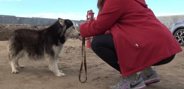 El milagroso escape de una husky embarazada de la desesperación a la maternidad gozosa-1