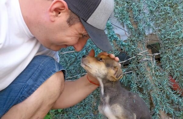 El desgarrador viaje de un cachorro desde el abandono hasta la esperanza-1