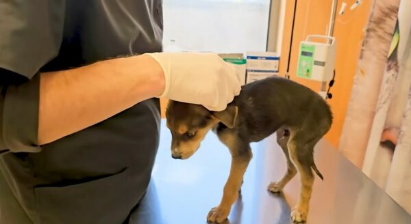 A Puppy’s Heartbreaking Journey From Abandonment to Hope-1