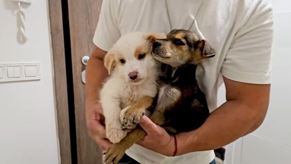 El desgarrador viaje de un cachorro desde el abandono hasta la esperanza-1