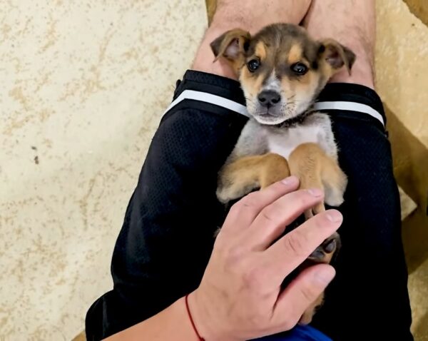 A Puppy’s Heartbreaking Journey From Abandonment to Hope-1