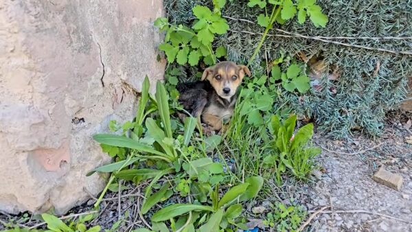 El desgarrador viaje de un cachorro desde el abandono hasta la esperanza-1