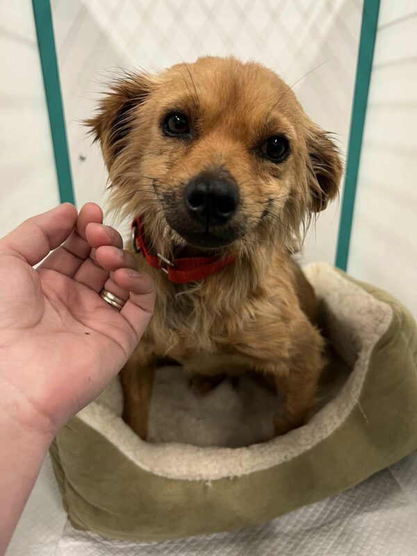 El viaje de un perro rescatado desde la desesperación hasta las sonrisas alegres-1