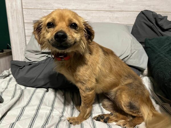 El viaje de un perro rescatado desde la desesperación hasta las sonrisas alegres-1