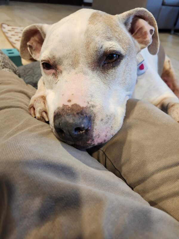 A Senior Dog's Heartbreaking Return: Will He Find a New Family?-1