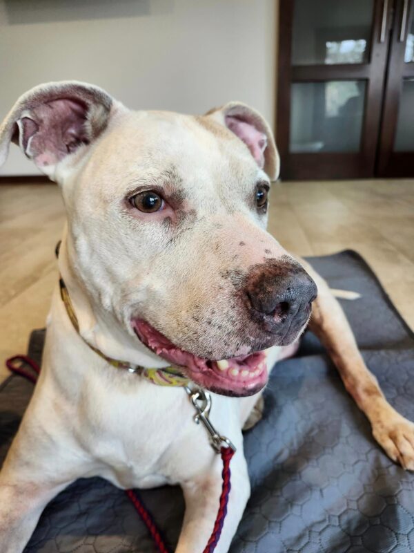 A Senior Dog's Heartbreaking Return: Will He Find a New Family?-1