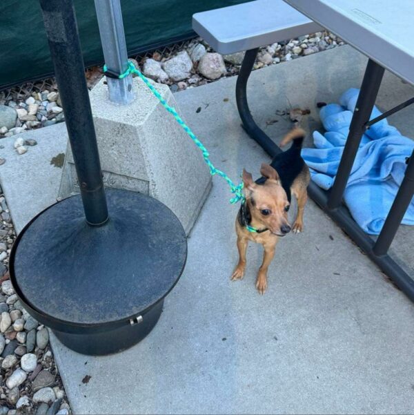 A Shelter Worker Uncovers a Tear-Jerking Sight Next to a Sign Pleading for Kindness-1