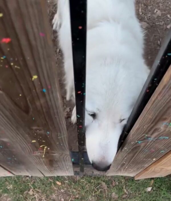 La súplica desesperada de un perro callejero: ¿Qué pasó cuando se acercó?-1