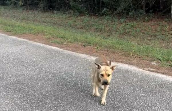 La súplica desesperada de un perro callejero: ¿Qué pasó cuando se acercó?-1