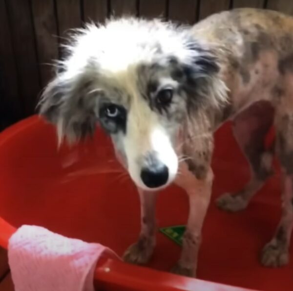 El viaje de un perro callejero desde la miseria en el camino a una vida de alegría y amor-1