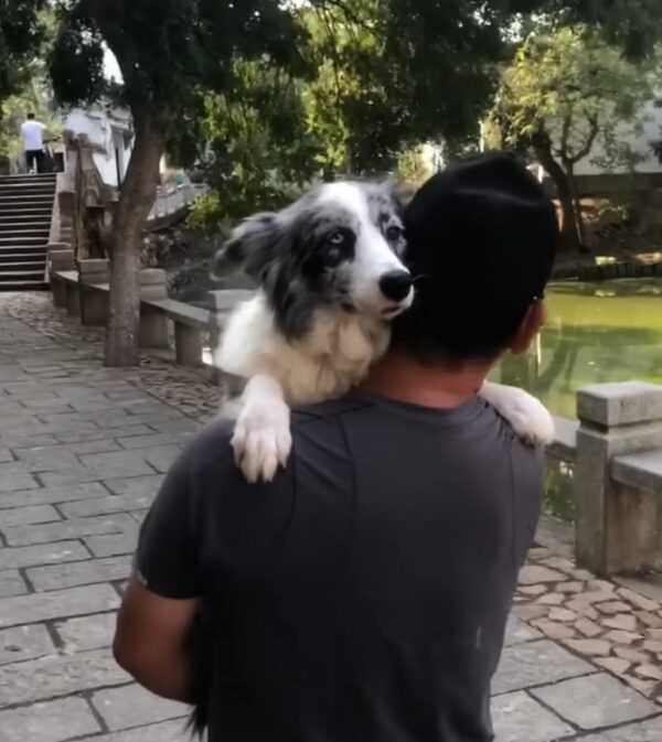 El viaje de un perro callejero desde la miseria en el camino a una vida de alegría y amor-1