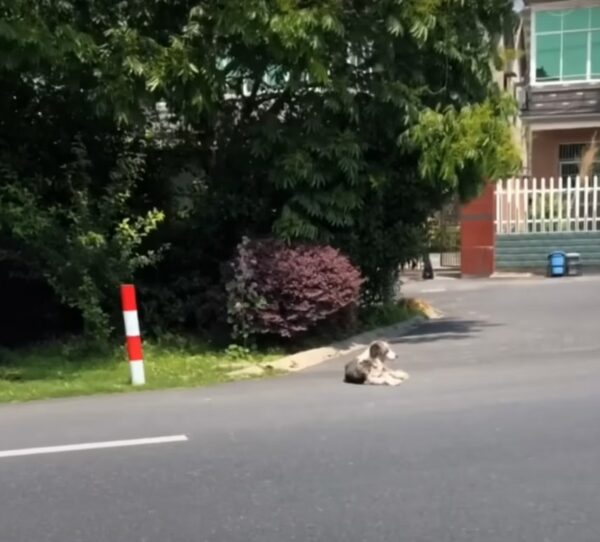 El viaje de un perro callejero desde la miseria en el camino a una vida de alegría y amor-1