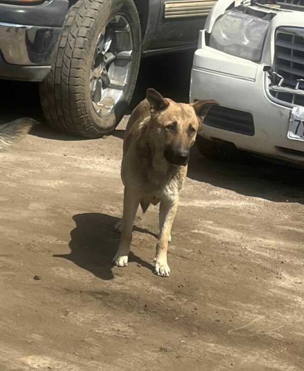 A Stray Dog's Reluctance Reveals a Heartwarming Surprise-1