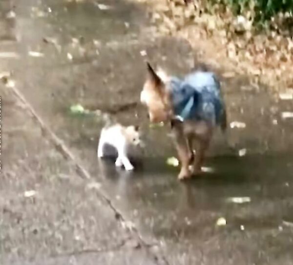 El improbable héroe de un gatito callejero: el Yorkie que nos robó el corazón-1