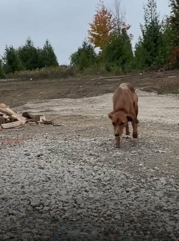 El viaje inesperado de un cachorro callejero para encontrar un hogar definitivo-1