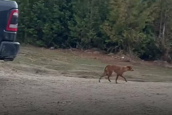 El viaje inesperado de un cachorro callejero para encontrar un hogar definitivo-1