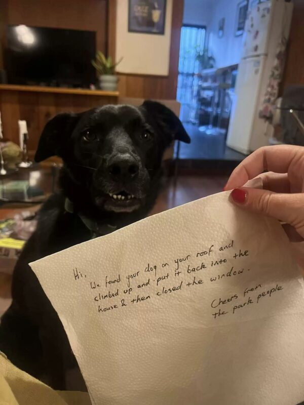 A Surprising Discovery: Woman Finds Unexpected Note About Her Dog-1