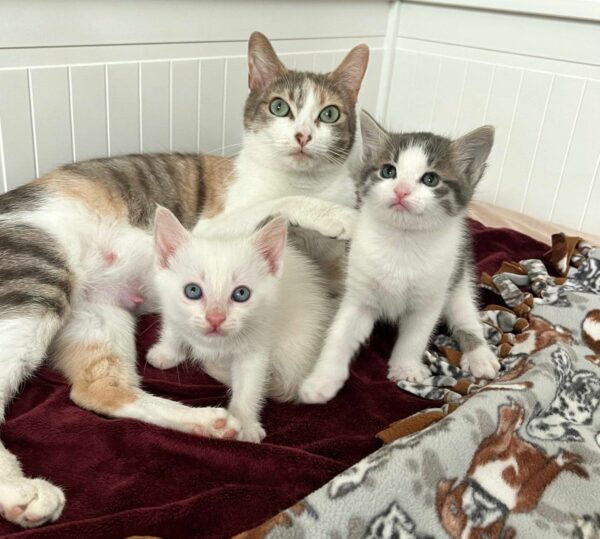 Una historia de amor felino: cómo una madre gata adoptó un gatito perdido en su pequeña familia-1