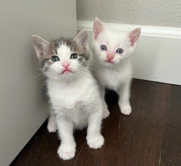 Una historia de amor felino: cómo una madre gata adoptó un gatito perdido en su pequeña familia-10