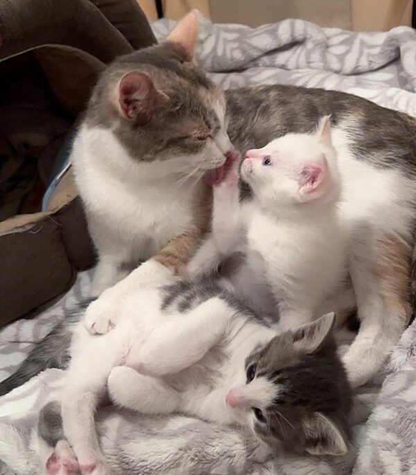 A Tale of Feline Love: How a Mother Cat Adopted a Lost Kitten into Her Tiny Family-11