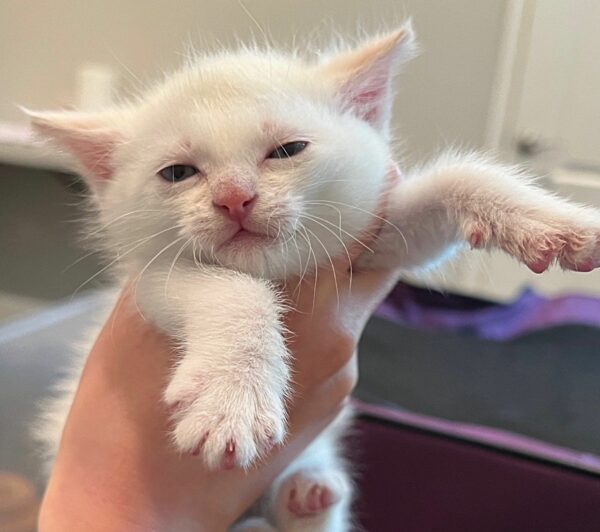 Una historia de amor felino: cómo una madre gata adoptó a un gatito perdido en su pequeña familia-2