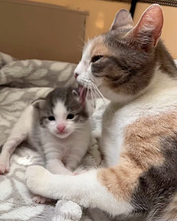 A Tale of Feline Love: How a Mother Cat Adopted a Lost Kitten into Her Tiny Family-3