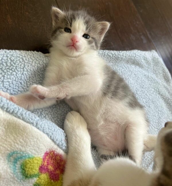 Una historia de amor felino: cómo una madre gata adoptó a un gatito perdido en su pequeña familia-4