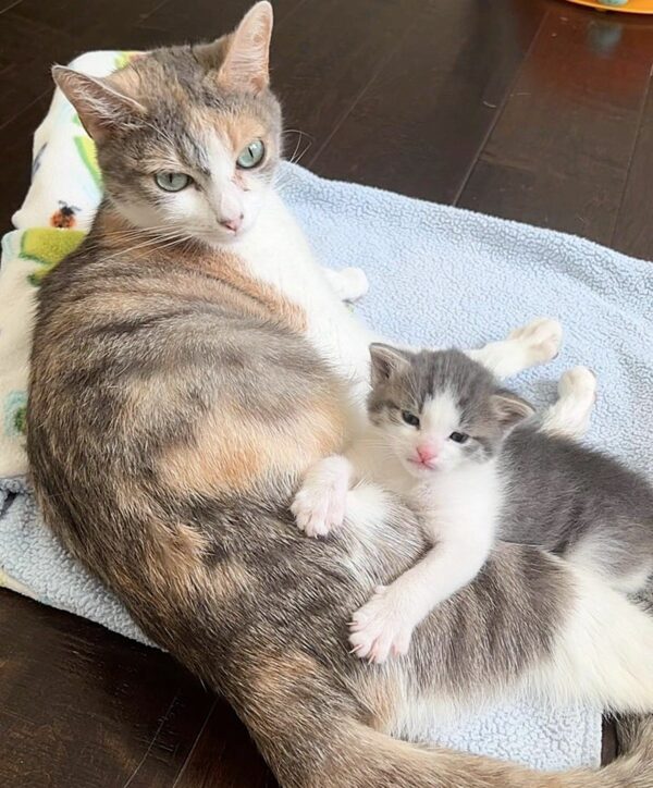 Una historia de amor felino: cómo una madre gata adoptó a un gatito perdido en su pequeña familia-5