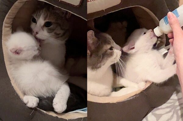 A Tale of Feline Love: How a Mother Cat Adopted a Lost Kitten into Her Tiny Family-6