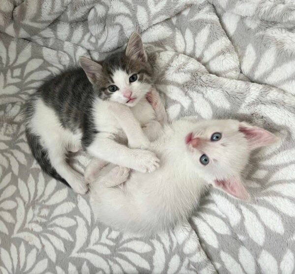 A Tale of Feline Love: How a Mother Cat Adopted a Lost Kitten into Her Tiny Family-9