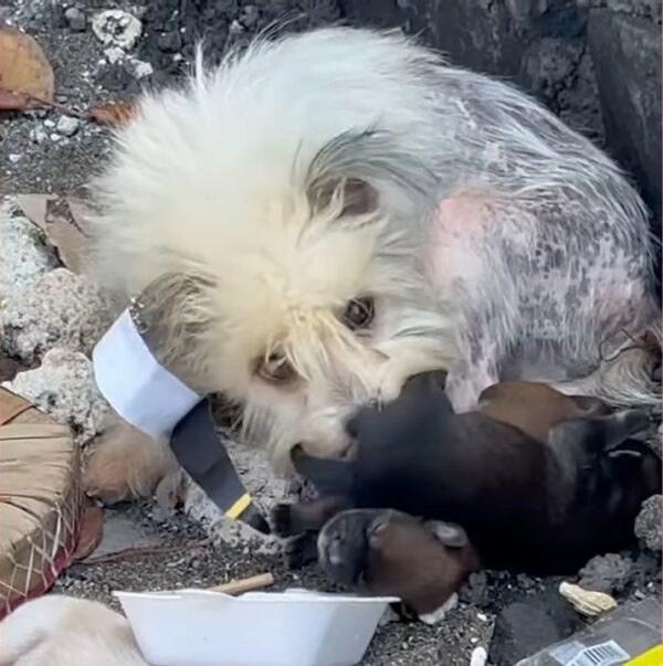 A Tale of Survival: From Trash to Treasure for a Dog Family-1