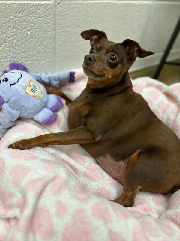 A Tale of Triumph: How a Chubby Pup Melted Hearts and Found Hope-1