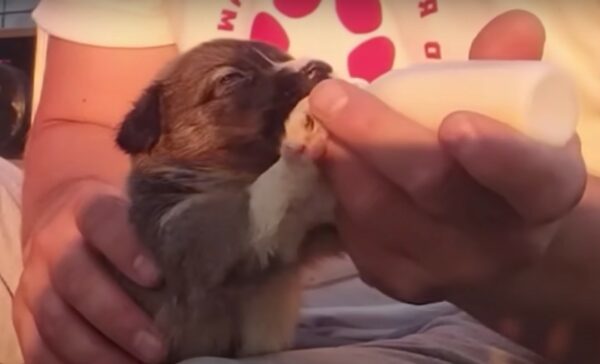 Un rescate desgarrador: cachorros abandonados debajo de un árbol encuentran un nuevo comienzo-1