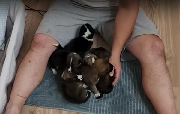 A Tear-Jerking Rescue: Puppies Abandoned Under a Tree Find New Beginnings-1