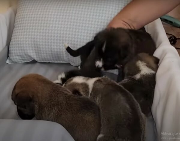 A Tear-Jerking Rescue: Puppies Abandoned Under a Tree Find New Beginnings-1