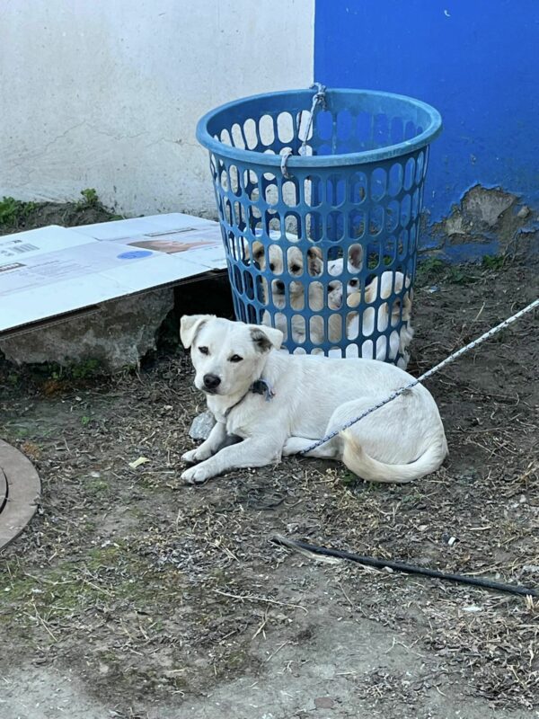 Un rescate desgarrador: los improbables héroes de una familia canina-1