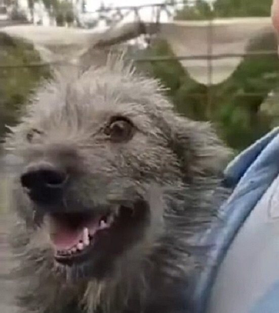 A Tearful Encounter: Woman's Drive Leads to a Heartfelt Dog Rescue-1