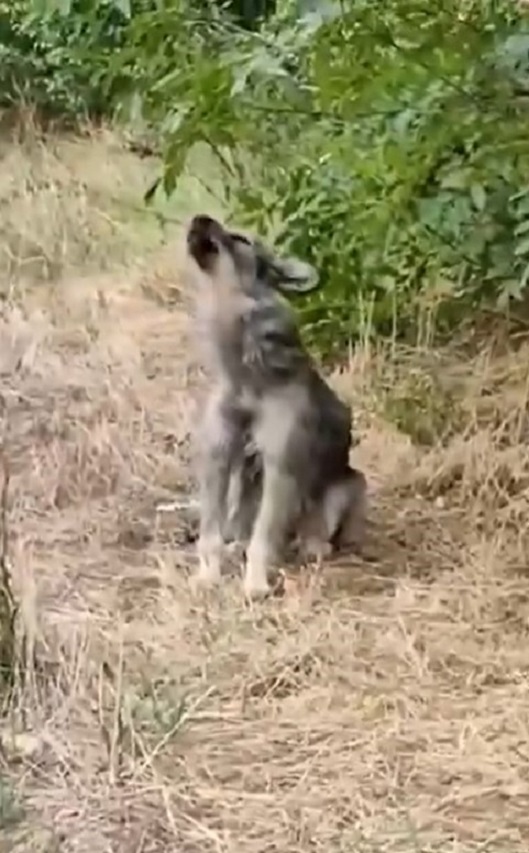 Un encuentro lleno de lágrimas: el impulso de una mujer conduce al sincero rescate de un perro-1