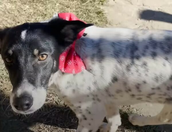 A Terrified Stray Dog Discovers the Joy of Love and Trust-1