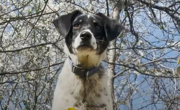 Un perro callejero aterrorizado descubre la alegría del amor y la confianza-1